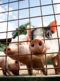 Alagoas lidera crescimento nacional no rebanho suíno; bovinos aumentam 7% 