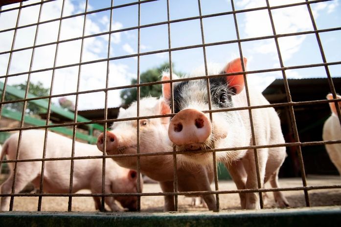 Alagoas lidera crescimento nacional no rebanho suíno; bovinos aumentam 7%