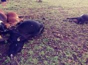 Cinco animais morrem atingidos por raio na zona rural de Mata Grande