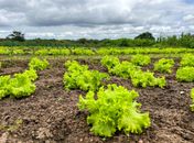 Governo intensifica apoio a agricultores familiares e beneficia mais de 60 mil em Alagoas
