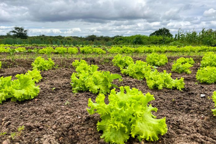 Governo intensifica apoio a agricultores familiares e beneficia mais de 60 mil em Alagoas