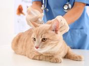 Vacinação aconteceu neste sábado (29) na capital