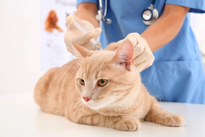 Vacinação aconteceu neste sábado (29) na capital