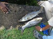 Prefeitura autua Casal por provocar morte de peixes na Lagoa da Anta