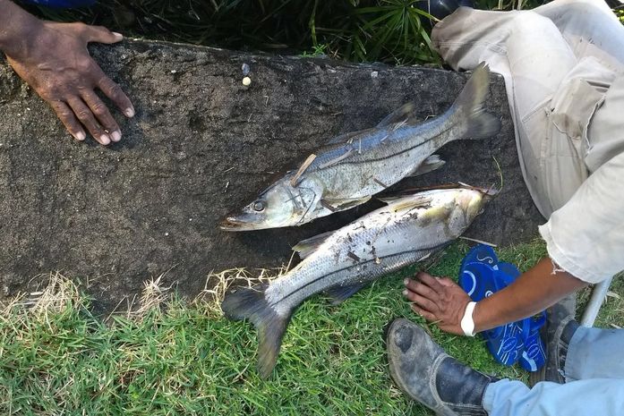 Prefeitura autua Casal por provocar morte de peixes na Lagoa da Anta