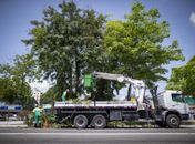 Em três meses, Alurb efetuou mais de 2.800 podas e supressões de árvores em Maceió
