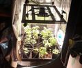 Polícia Civil encontra laboratório de cultivo de maconha em condomínio de Maceió