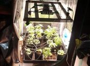 Polícia Civil encontra laboratório de cultivo de maconha em condomínio de Maceió