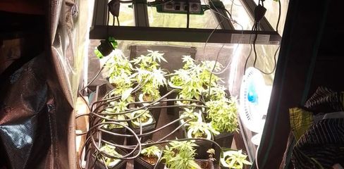 Polícia Civil encontra laboratório de cultivo de maconha em condomínio de Maceió