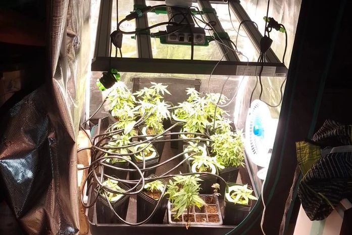 Polícia Civil encontra laboratório de cultivo de maconha em condomínio de Maceió