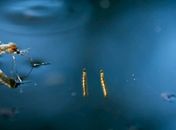Mosquito Aedes aegypti.