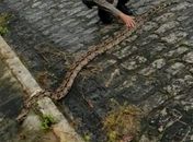 

Vídeo: PMs flagram jiboia de dois metros atravessando ladeira em Palmeira dos Índios