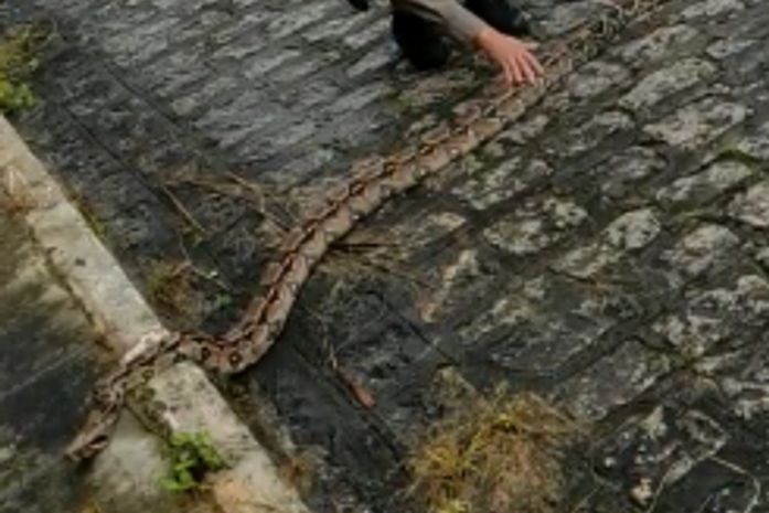 Vídeo: PMs flagram jiboia de dois metros atravessando ladeira em Palmeira dos Índios