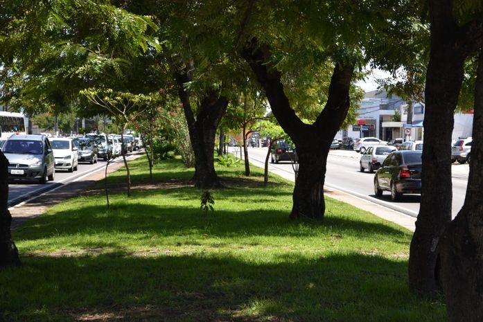 Árvores na Avenida Fernandes Lima e Durval de Góes Monteiro sofrerão intervenção