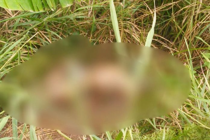 Corpo encontrado em canavial é de sargento que estava desaparecido, confirma IML