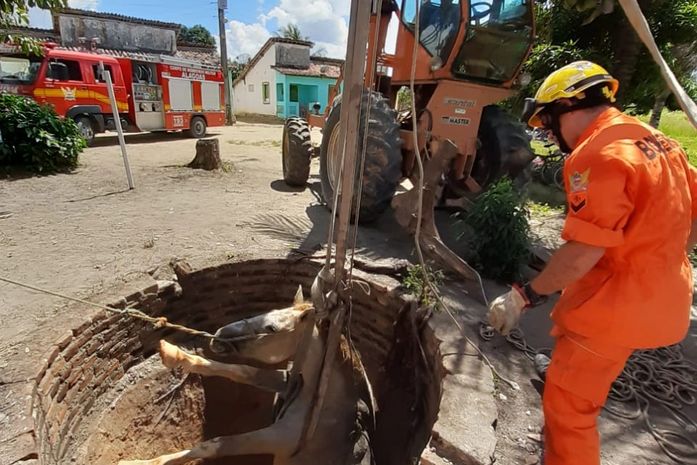 Bombeiros resgatam égua que caiu dentro de cisterna