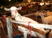 Arapiraca sedia sua 5ª Exposição de Caprinos e Ovinos do Agreste