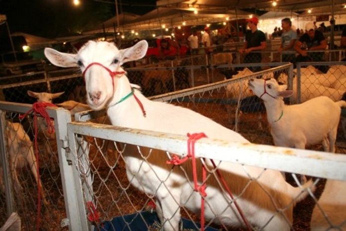 Arapiraca sedia sua 5ª Exposição de Caprinos e Ovinos do Agreste