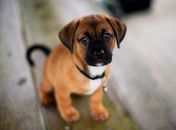 Tinder Pet: Aplicativo ajuda a encontrar lar para Pets