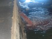 BRK é autuada por lançamento irregular de esgoto no Riacho Salgadinho