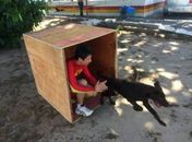 Bombeiros treinam cães da raça labrador para resgate