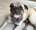 Servidores da Ilumina Maceió acolhem e contribuem para resgate de cão da raça pug, encontrado debilitado em Jaraguá