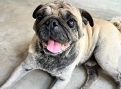 Servidores da Ilumina Maceió acolhem e contribuem para resgate de cão da raça pug, encontrado debilitado em Jaraguá