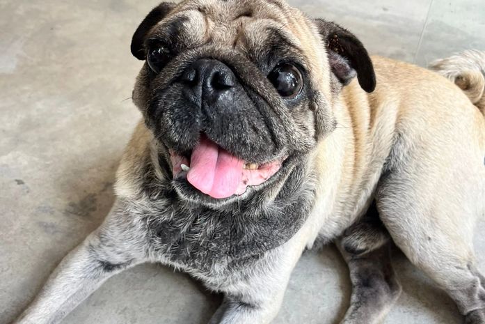 Servidores da Ilumina Maceió acolhem e contribuem para resgate de cão da raça pug, encontrado debilitado em Jaraguá