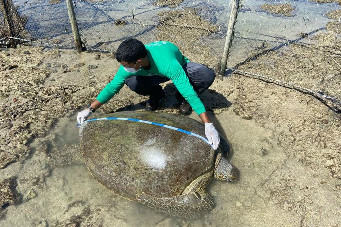 Vídeo: Tartaruga-verde é resgatada após ficar presa em curral de pesca na Ponta Verde