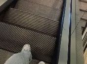 


Uma conversa, de segundos, vale uma vida todinha. Foi uma conversa sobre  Escalafobia, temores e medos
