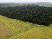Alemanha vai suspender financiamento a projetos na Amazônia