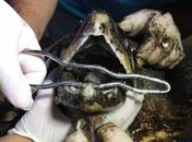 Manchas de óleo nas praias do Nordeste podem ser petróleo da Venezuela