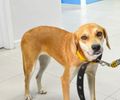 Dia do Cachorro Caramelo é celebrado pela importância da adoção responsável