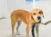 Dia do Cachorro Caramelo é celebrado pela importância da adoção responsável