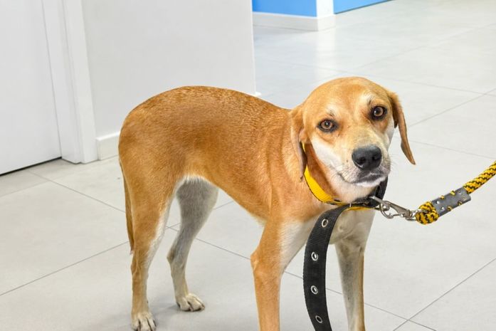 Dia do Cachorro Caramelo é celebrado pela importância da adoção responsável