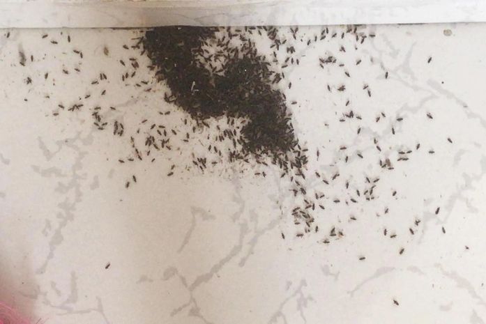 "Grande volume de chuvas proporciona aos insetos condições ideais", diz biólogo