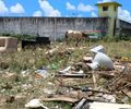 MPAL encontra lixo, entulho, animais soltos e ocupações irregulares em terreno do Estado no Tabuleiro