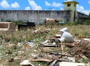 MPAL encontra lixo, entulho, animais soltos e ocupações irregulares em terreno do Estado no Tabuleiro