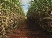 Usinas fecham parcerias para distribuição de álcool 70