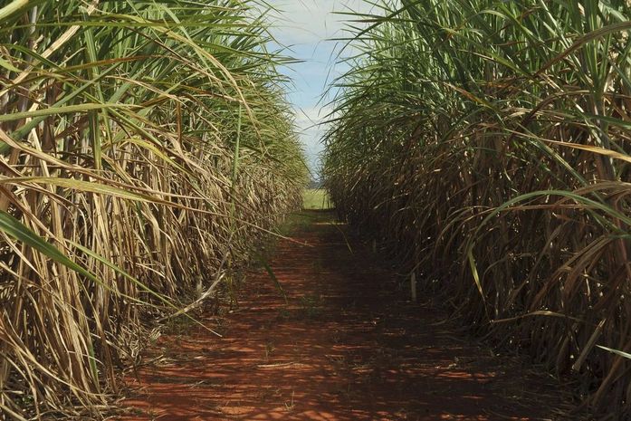 Usinas fecham parcerias para distribuição de álcool 70