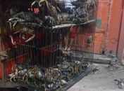 Polícia prende comerciante e apreende 68 caranguejos guaiamum em Maceió