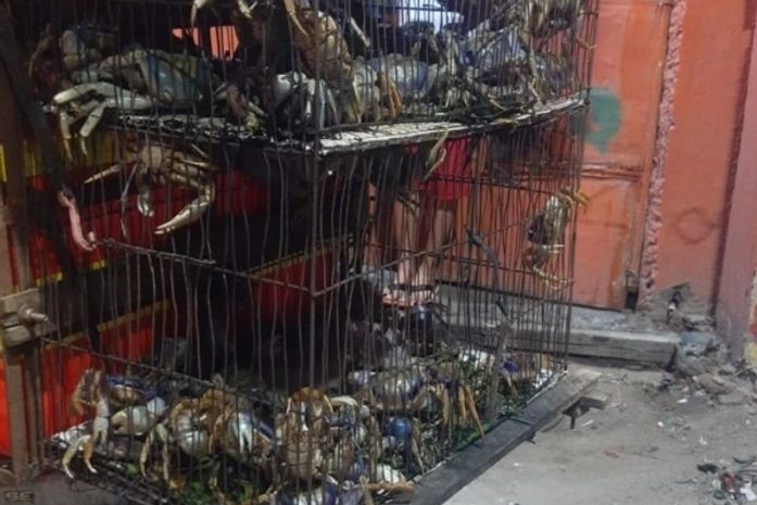 Polícia prende comerciante e apreende 68 caranguejos guaiamum em Maceió