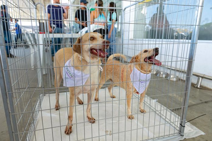 Focinho Responsável realiza nova edição de feira de adoção na Serraria