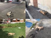 Cães amanhecem mortos na Praça do Artesanato, em Arapiraca