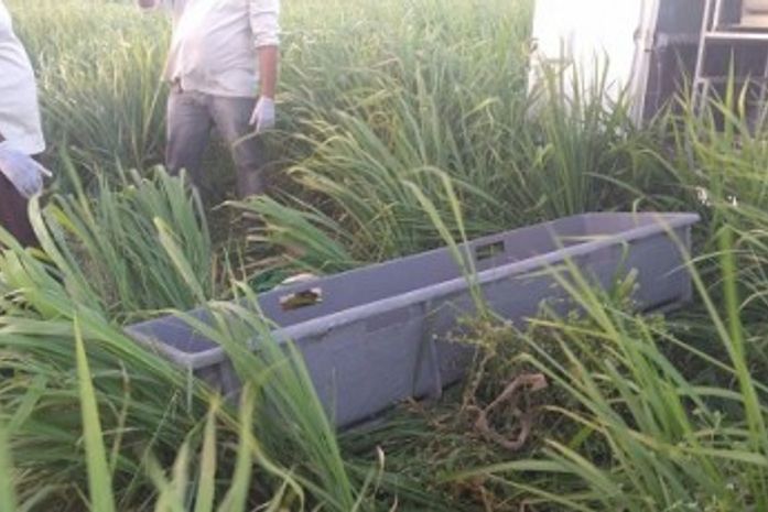 Corpo é encontrado em plantação na zona rural de Arapiraca