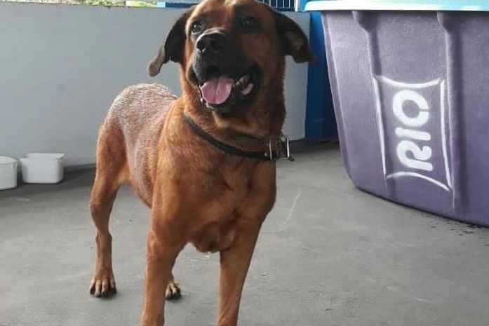 Jornalista resgata cachorro perdido na AL-101