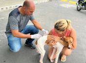São Miguel dos Campos vacinou 7 mil animais contra a raiva