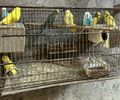 Operação apreende mais de 120 animais silvestres e armas em AL