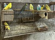 Operação apreende mais de 120 animais silvestres e armas em AL