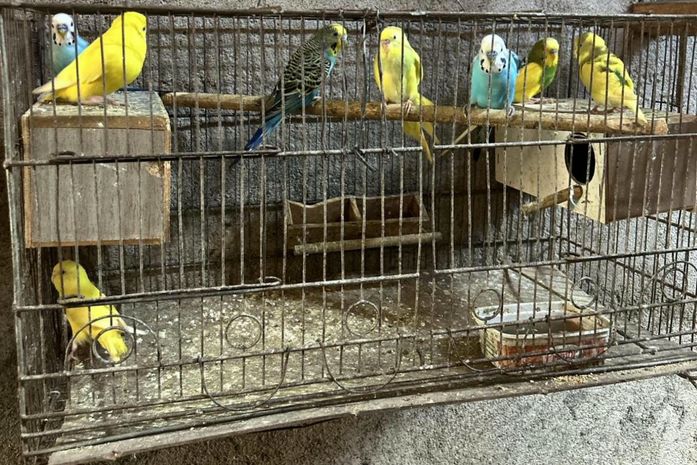 Operação apreende mais de 120 animais silvestres e armas em AL